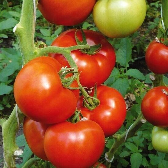 Tomāti BERBERANA F1 250 gab Enza Zaden